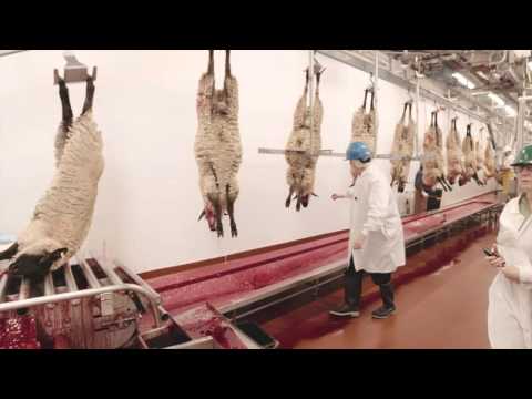 turkey farm & processing plant tour temple grandin