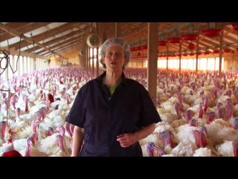 turkey farm & processing plant tour temple grandin