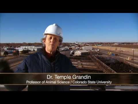 turkey farm & processing plant tour temple grandin