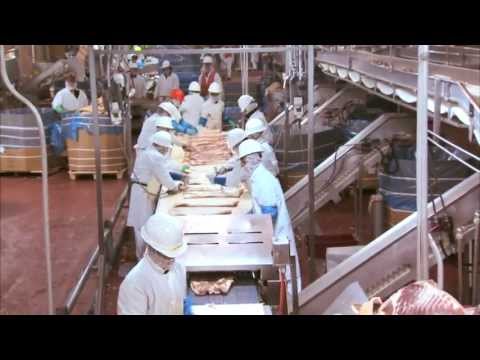 turkey farm & processing plant tour temple grandin